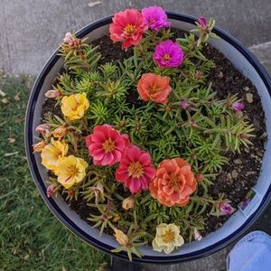 Meet your Posher, Susan